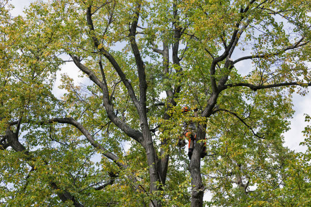 How Our Tree Care Process Works  in  Batavia, OH